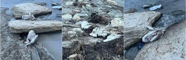 Экологи вынесли заключение по пробам воды на месте гибели лебедей