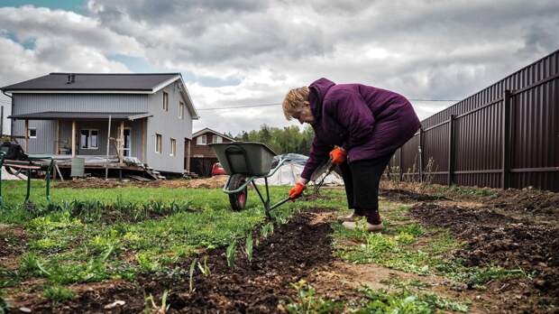 Россиянам объяснили, как защитить садовые растения от зимних холодов