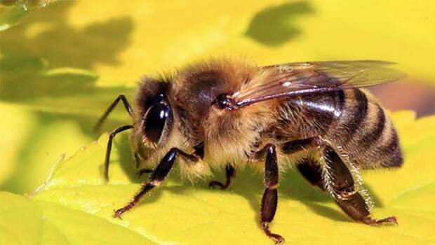 Обратить внимание: пчелы.