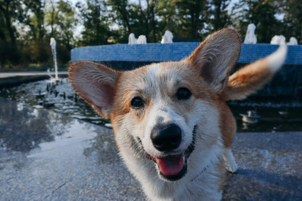 Говорим с собакой на ее языке: шесть способов показать любовь без слов