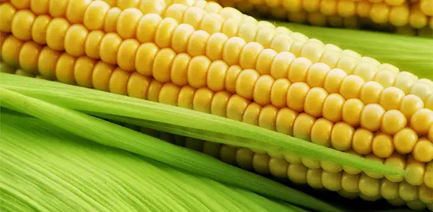 Corn Hentai