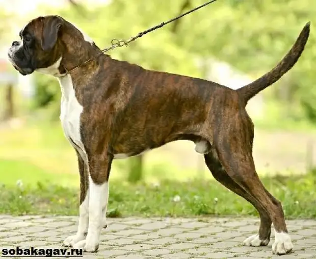 Немецкий боксер собака. Описание, особенности, уход и цена немецкого боксера