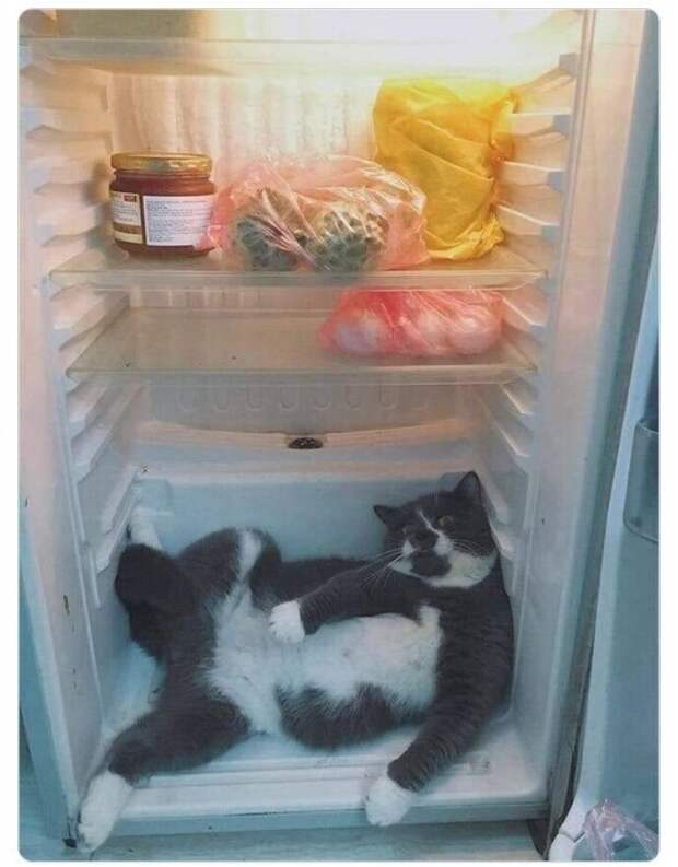 Мясо? Какое мясо? Мясо? Какое мясо?