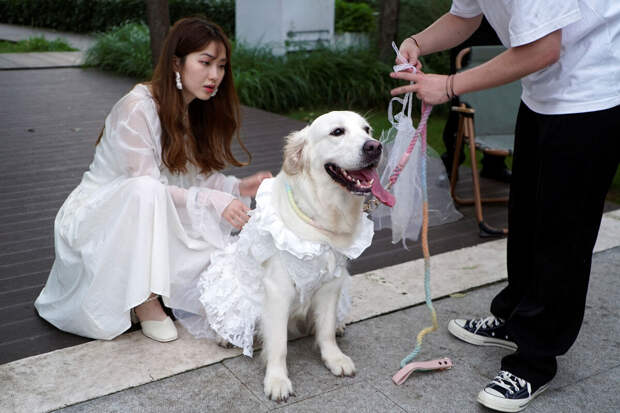 Asia One: свадьбы между собаками стали популярными в Китае