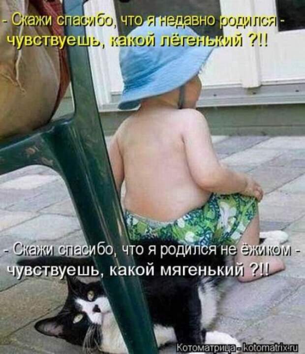Веселая котоматрица