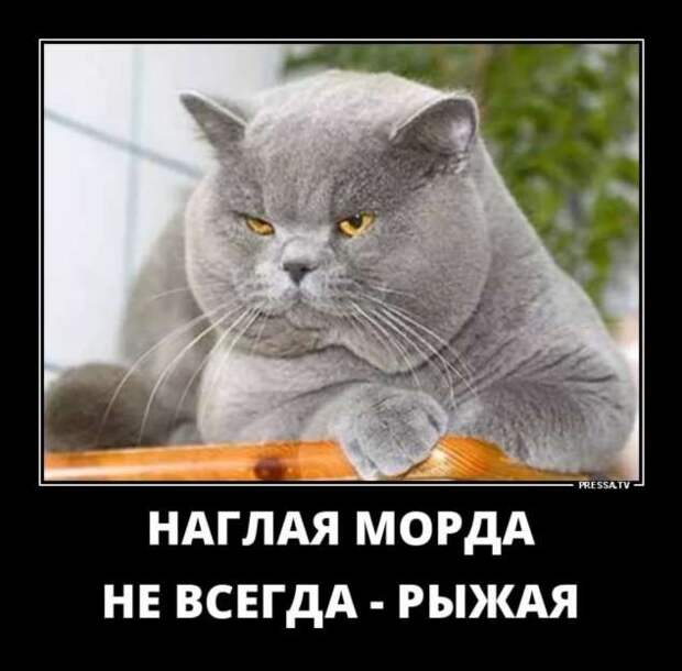 Прикольные демотиваторы с надписями. Подборка chert-poberi-dem-chert-poberi-dem-35290913072020-4 картинка chert-poberi-dem-35290913072020-4