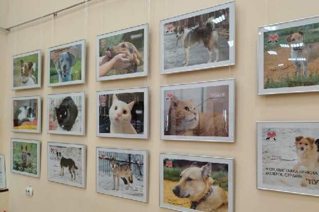 В Тамбове откроется фотовыставка животных из приюта "Доброе сердце"