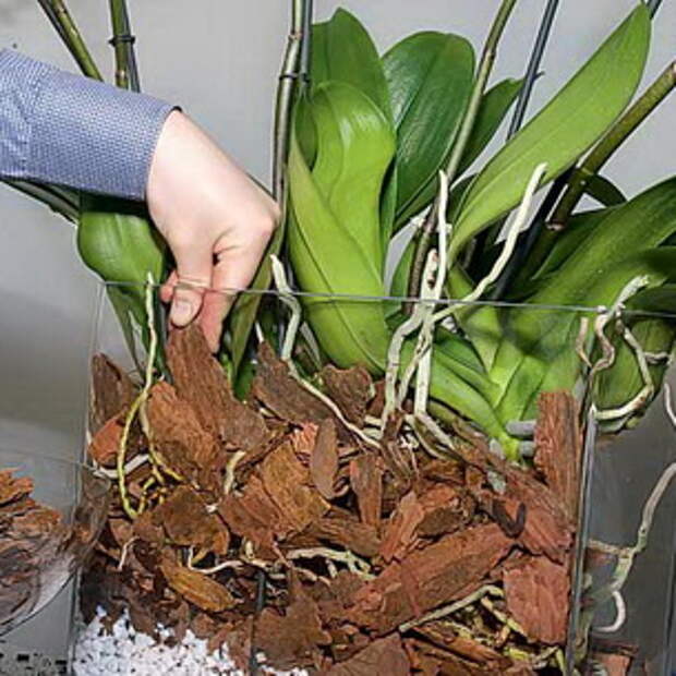 Картинки по запросу Выращивание орхидей.