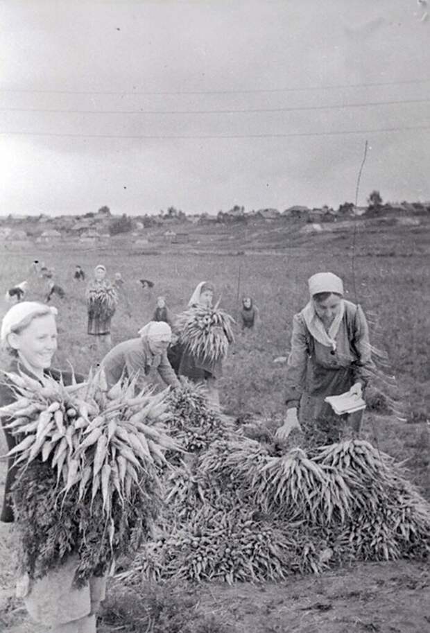 Учащиеся Ивановской средней школы № 38 за уборкой урожая моркови в поле совхоза.  1944 г. Ивановская область.