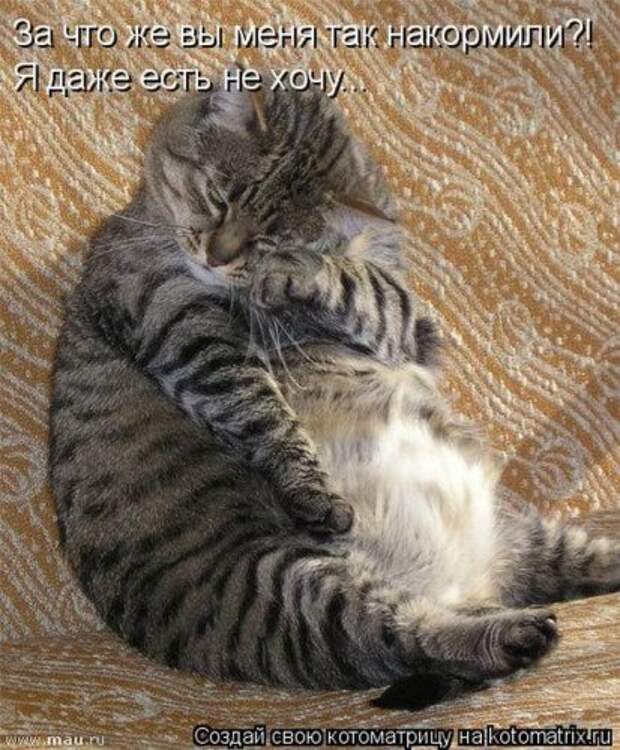 Лучшие котоматрицы недели, 25 фото