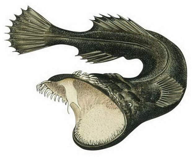 Тауматихт Акселя (лат. Thaumatichthys axeli)