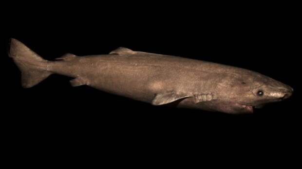 Гренландская полярная акула: описание, особенности и интересные факты