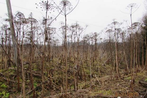 Борщевик как чудесный пример животворящей конкуренции