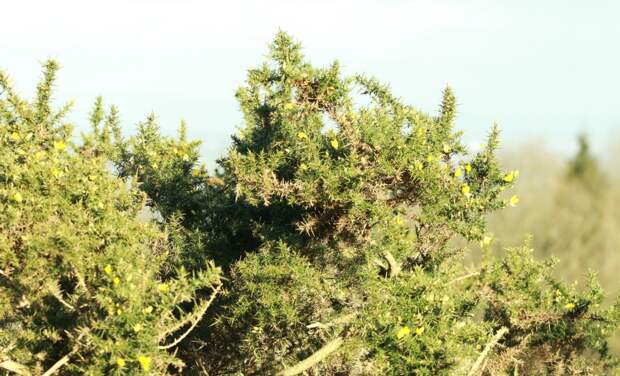Why The St. Andrews Gorse Are More Dangerous Than The Bunkers