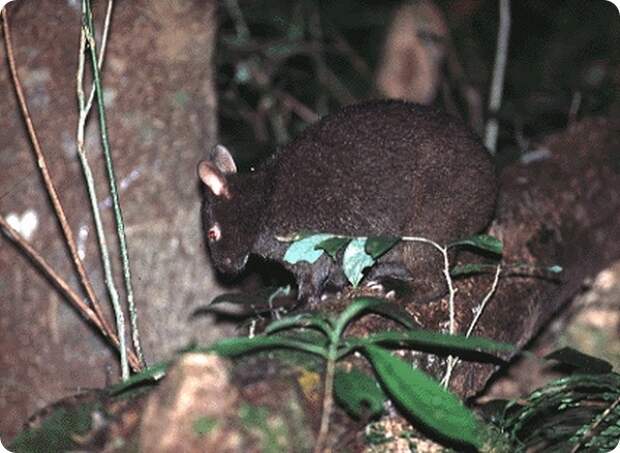 Лазающий заяц (лат. Pentalagus furnessi)