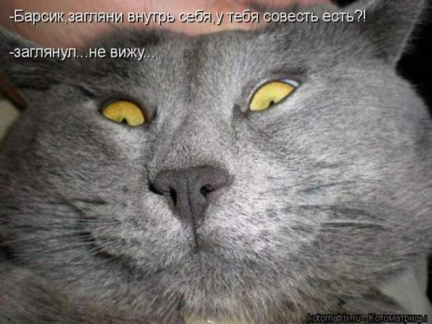 Котоматрицы(картинки с надписями)