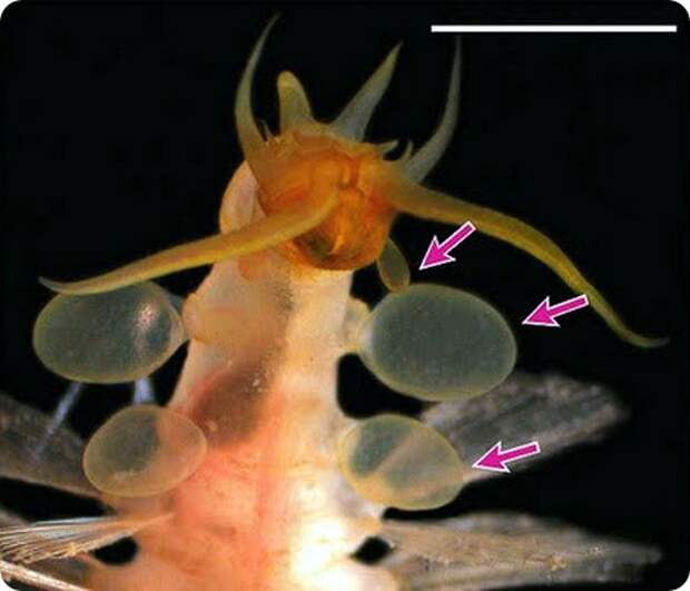 Черви бомбисты Swima bombiviridis