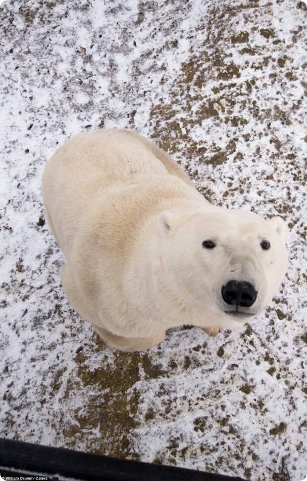 Любопытный полярный медведь из Черчилля