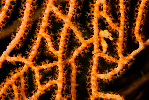 Морской конек Дэниса (Hippocampus denise), фото самые фотография рыбы