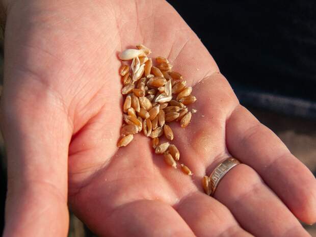 Важные рекомендации для огородников и садоводов