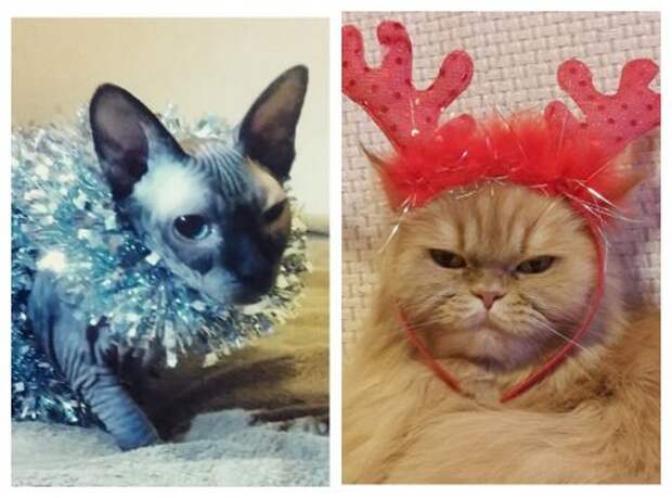 Кот в новогодней мишуре и кошка с оленьими рожками