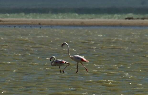 Розовые фламинго решили остаться в Крыму и впервые дать здесь потомство