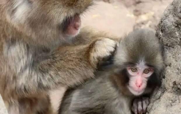 Сироту Панчу впервые обняли в зоопарке: история, которая растрогала мир