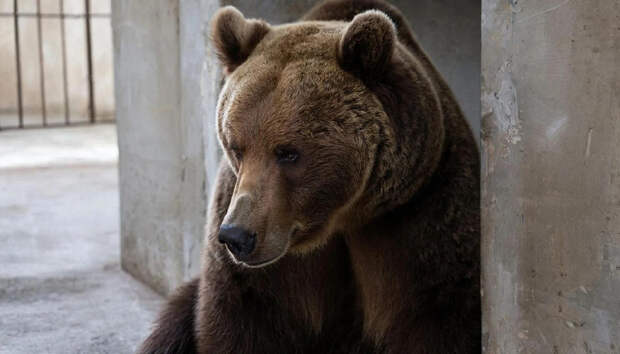 Челябинец завел медведя и пропал без вести на СВО: косолапый погибает в клетке