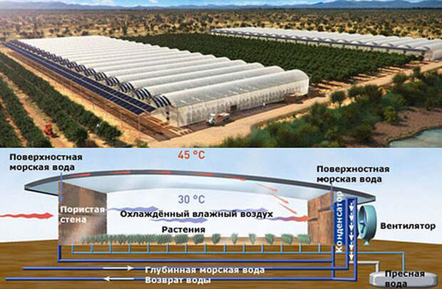 Лес Сахары