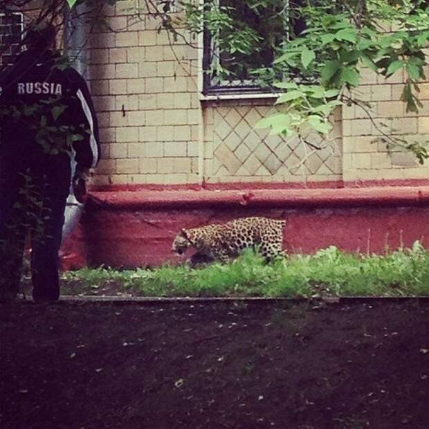 Неподражаемые картины русской жизни с ее национальными особенностями Неподражаемые картины русской жизни с ее национальными особенностями