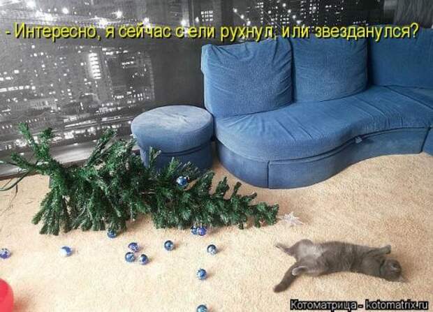 Лучшая котоматрица недели (35 фото)