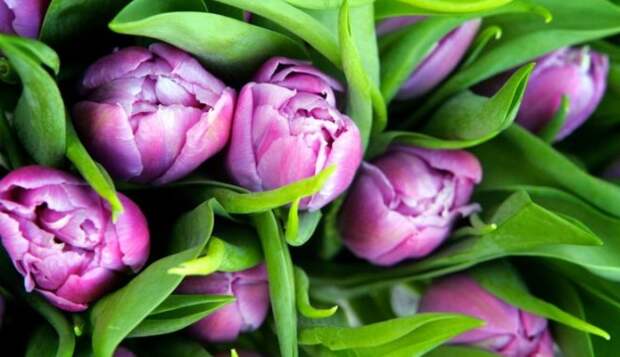 Растение месяца: тюльпан на подоконнике к 8 марта