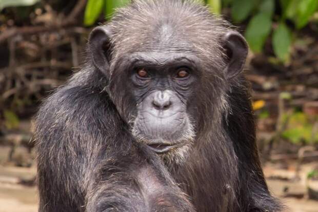 Тайная жизнь острова обезьян жертвы экспериментов, животные, интересно, любопытно, обезьяний мир, обезьяны, остров обезьян, шимпанзе