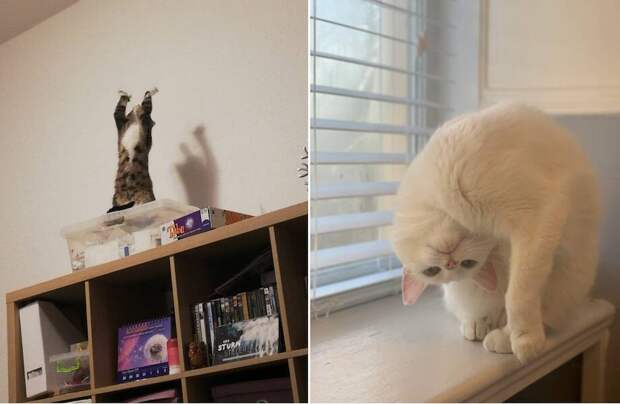 13 комичных фото котов, которые ведут себя так, будто у них «настройки полетели»
