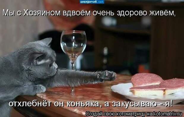 Лучшие котоматрицы недели