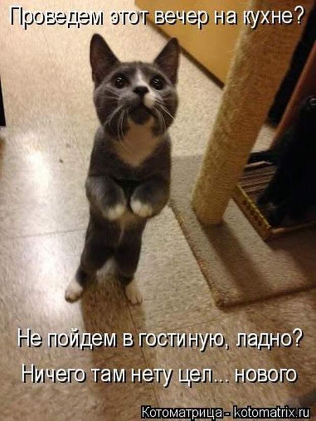 Лучшие котоматрицы недели