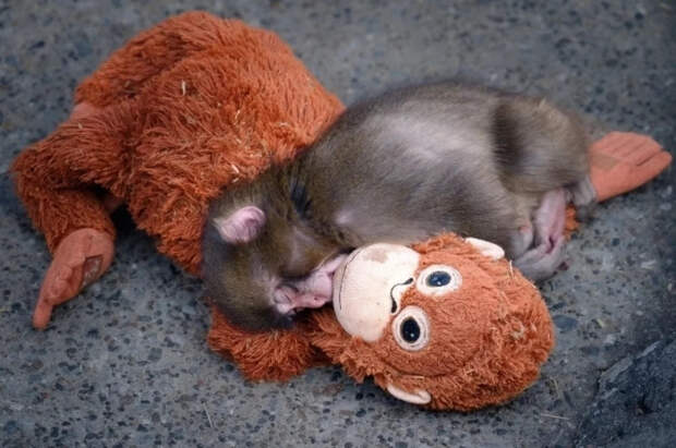 В зоопарк Итикавы впервые за 39 лет выстроилась очередь из-за макаки Панча