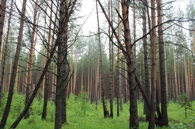 Уральцам запретили ходить в леса