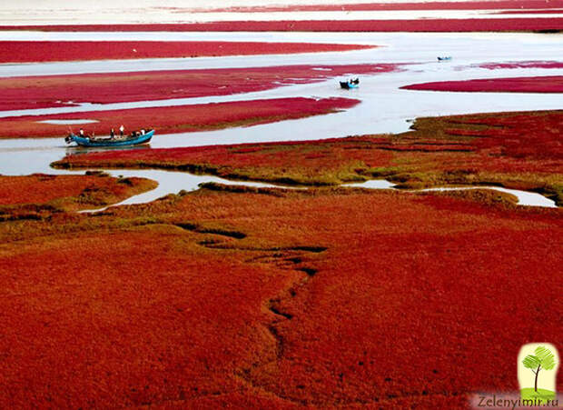 panjin red beach photo