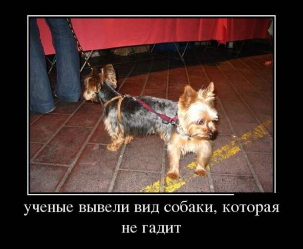 Демотиваторы (30 фото) Демотиваторы (30 фото)