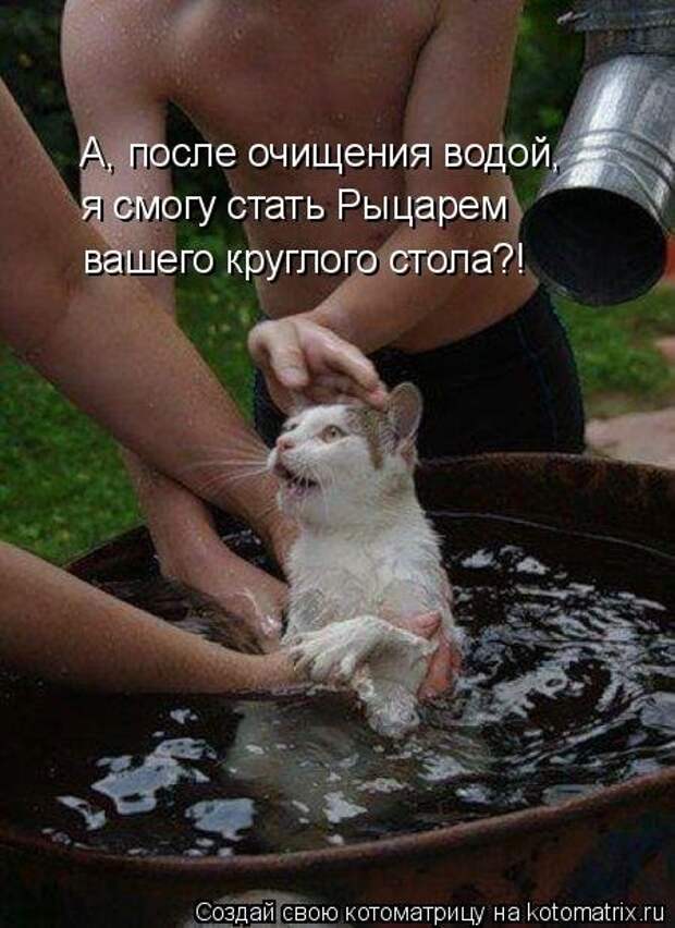 Свежая котоматрица (32 фото)