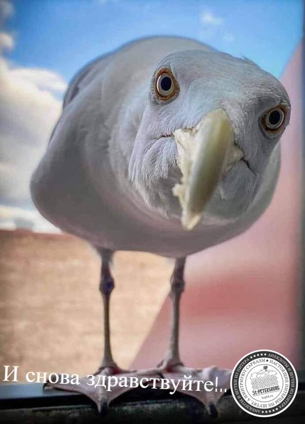 Здравствуйте