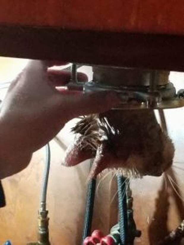 kitten-stuck-garbage-disposal2