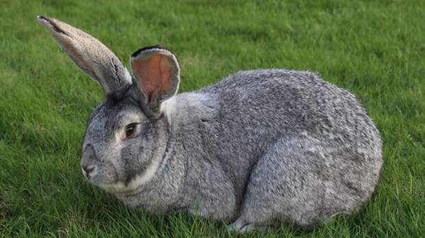 Топ-10 самых крупных пород кроликов