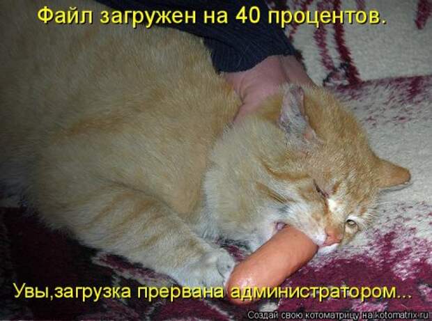 Лучшая котоматрица недели (35 фото)