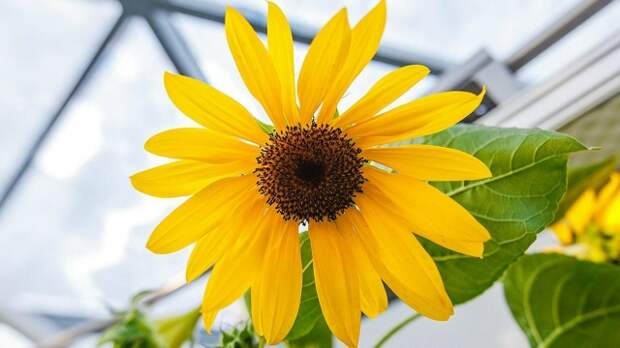 «Активные граждане» определили самые живописные оранжереи столицы