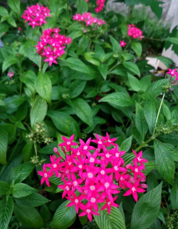 Пентас или Египетская Звезда — дивный цветок для осеннего сада