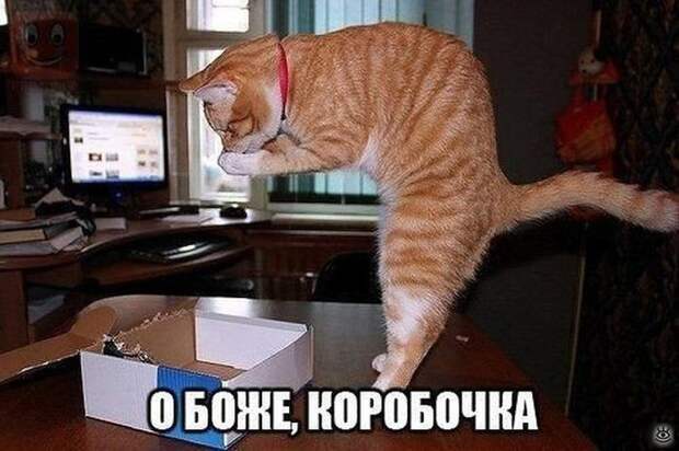 Фотосмешнявки 11