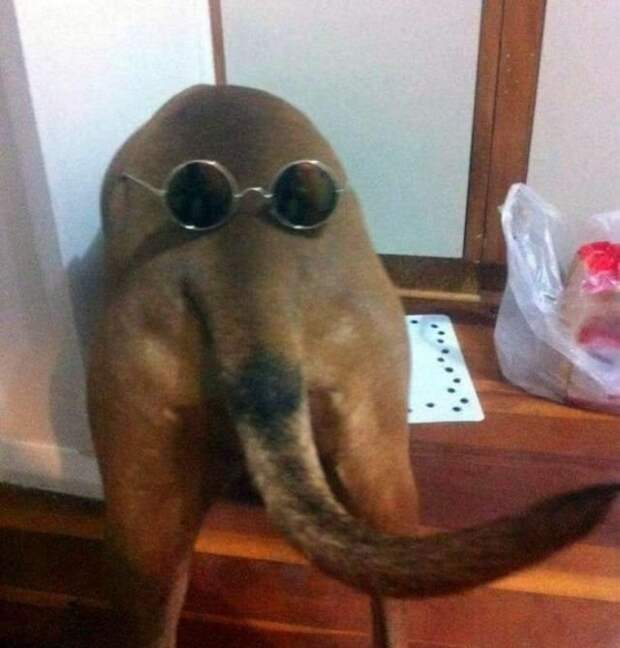 Приколы недели!