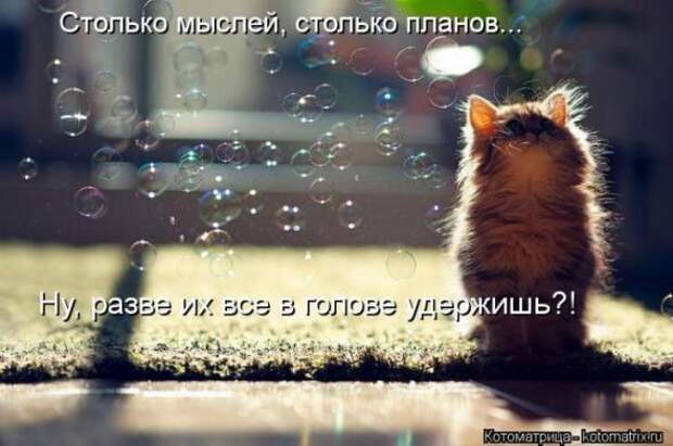 Котоматрицы (картинки с надписями)